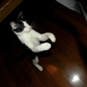 Image for article titled Caturday Night Special: Reader Kitties Are Surly & Sweet